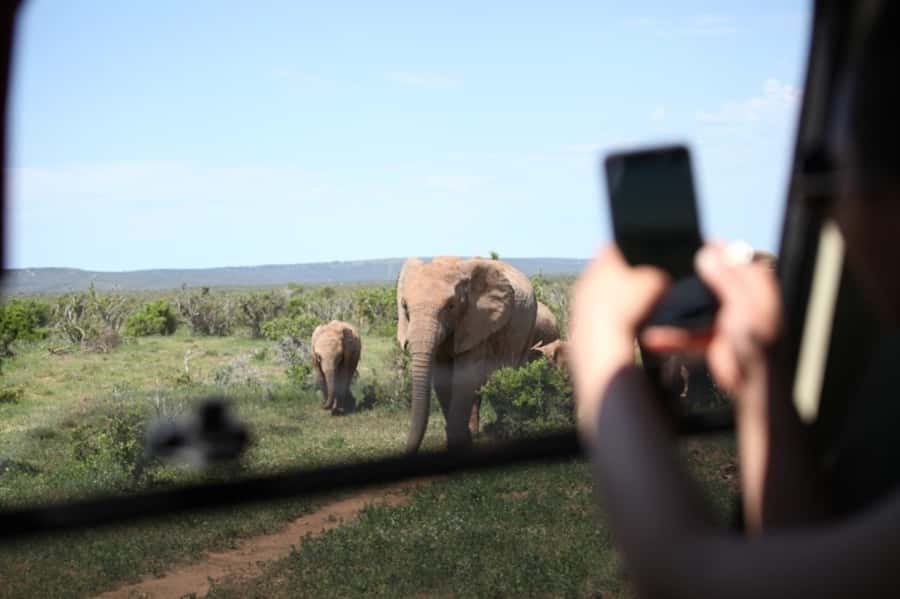 Full-Day All Inclusive Safari with Traditional Braai Lunch - Key things I’d circle before you book