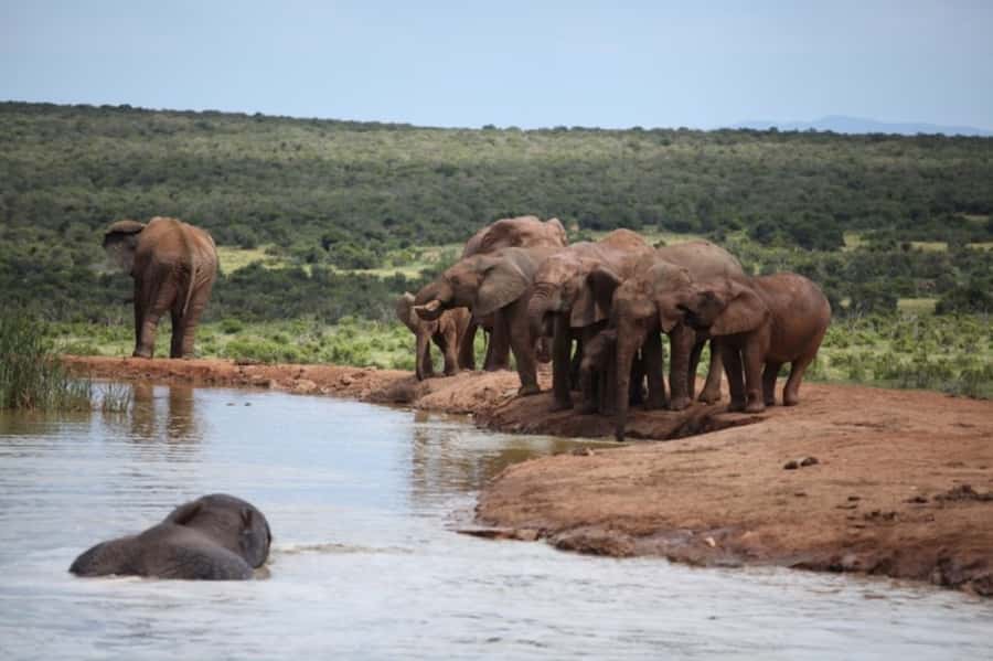 Full-Day All Inclusive Safari with Traditional Braai Lunch - Coffee and tea around 10:30, then back to elephants and buffalo