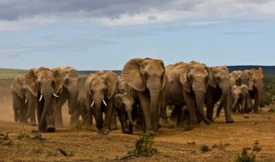 Full-Day All Inclusive Safari with Traditional Braai Lunch