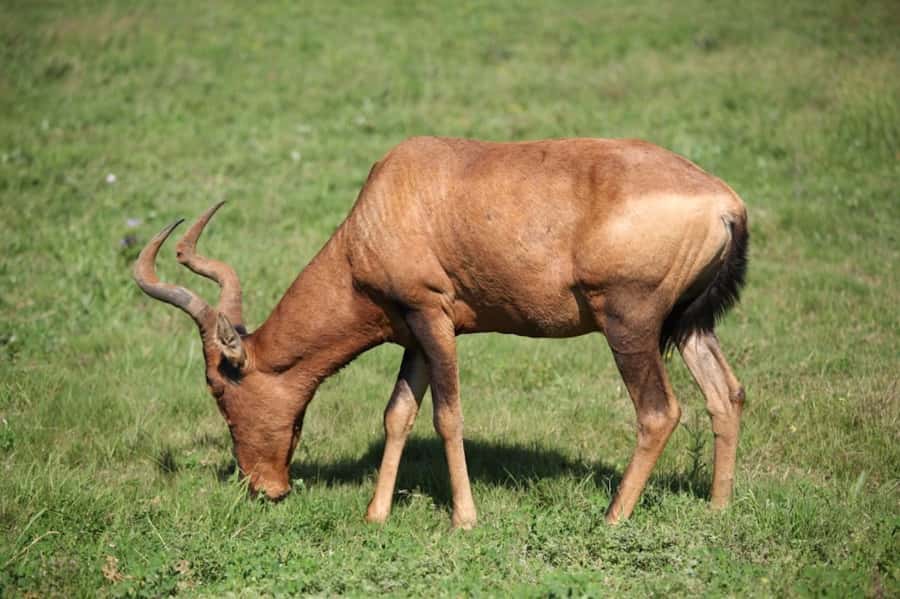 Full-Day All Inclusive Safari with Traditional Braai Lunch - Lunch inside the park: the braai is more than a meal
