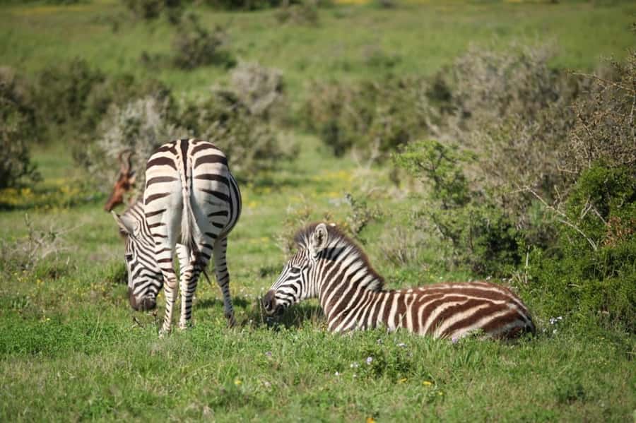 Full-Day All Inclusive Safari with Traditional Braai Lunch - What “small group” really means for your day
