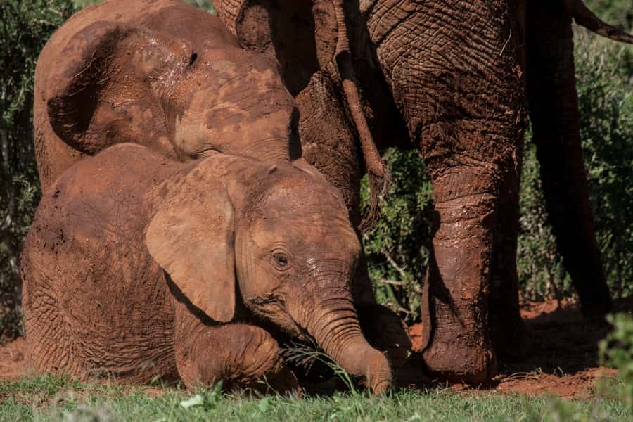 Full-Day All Inclusive Safari with Traditional Braai Lunch - Price and value for a 9-hour all-inclusive safari