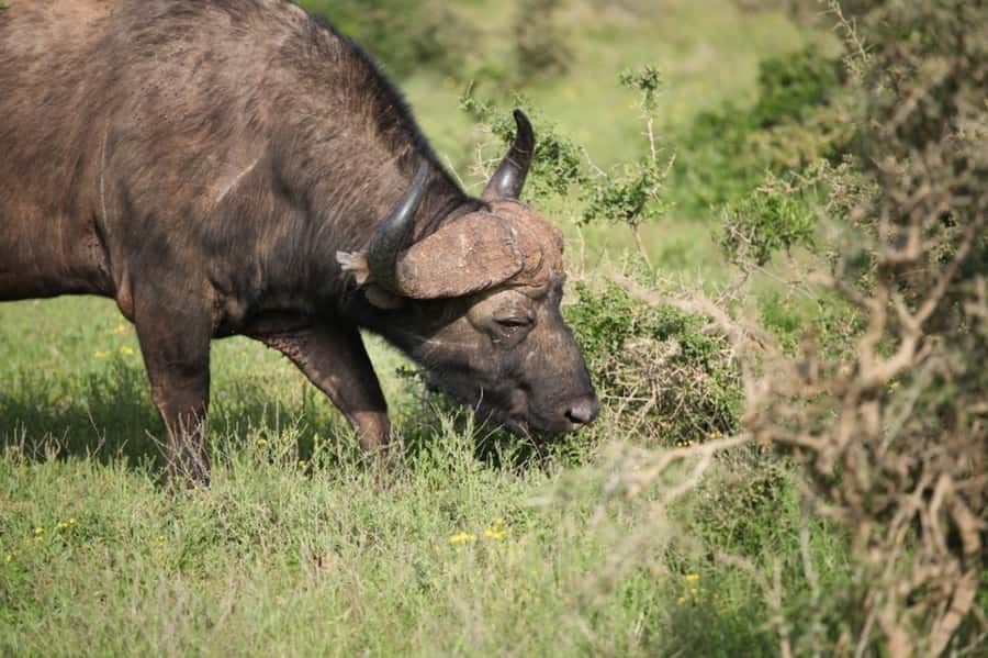 Full-Day All Inclusive Safari with Traditional Braai Lunch - Should you book this Addo safari with traditional braai lunch?