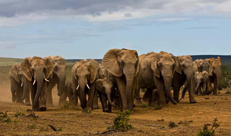 Full-Day All Inclusive Safari with Traditional Braai Lunch - Morning game drive: how the timing boosts your odds
