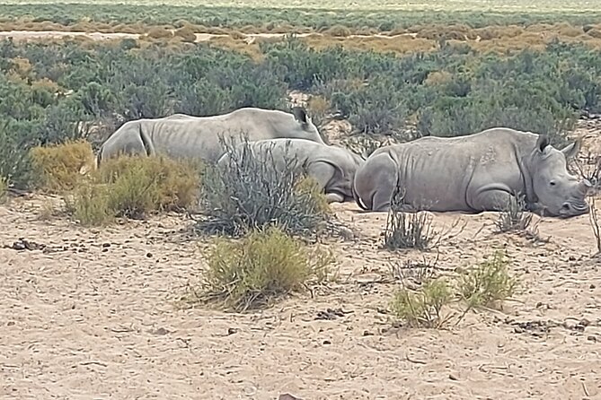 Full day Aquila Game Reserve Big 5 Safari with Wine Tasting Tour - Key things to know before you go