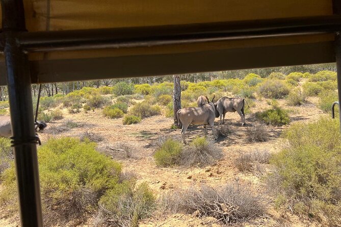Full day Aquila Game Reserve Big 5 Safari with Wine Tasting Tour - Big 5 Safari Meets Wine Tasting, and the Timing Actually Works