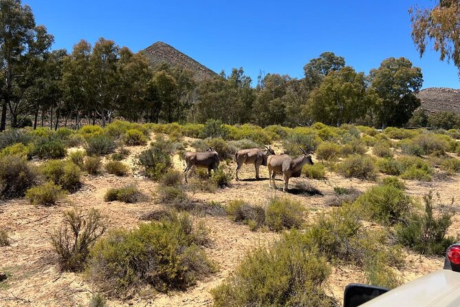 Full day Aquila Game Reserve Big 5 Safari with Wine Tasting Tour - Make Safari Time Count: How to Watch Smarter Without Getting Tired