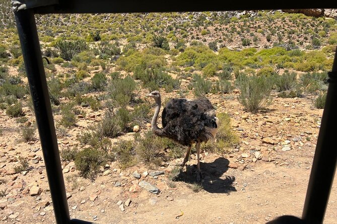 Full day Aquila Game Reserve Big 5 Safari with Wine Tasting Tour - Lunch, Sparkling Wine, and Comfort That Feels Thoughtful