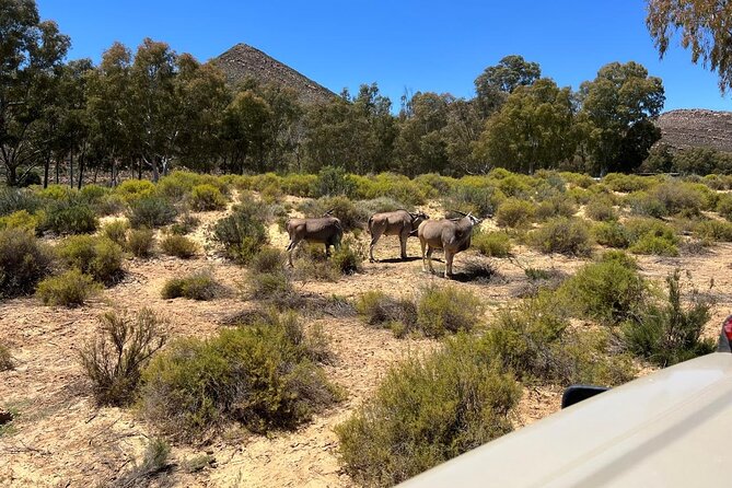 Full day Aquila Game Reserve Big 5 Safari with Wine Tasting Tour - Price and Value: What You Pay for, and What Costs Extra