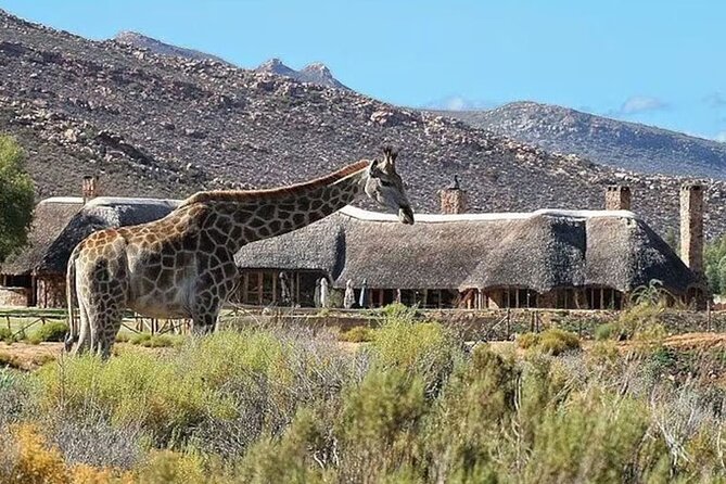 Full day Aquila Game Reserve Big 5 Safari with Wine Tasting Tour - Getting from Cape Town to Aquila: Views, Road Time, and a 8:30 am Start