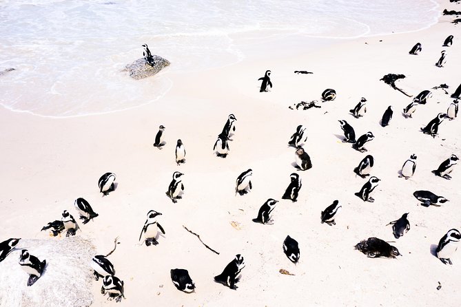 Full-Day Best of the Cape, Peninsula, Cape Point and Stellenbosch Tour - Boulders Beach Penguins, Kalk Bay, and Muizenberg Timing