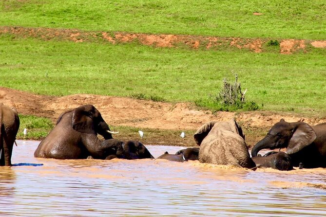 Full day big 5 addo Safari - Key highlights you will feel on the ground