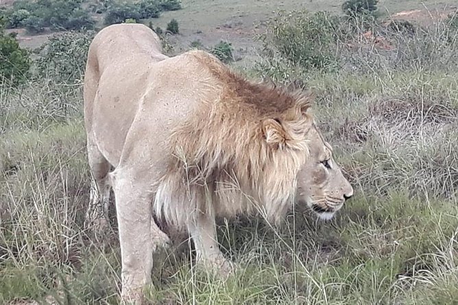 Full day big 5 addo Safari - The 7 to 8 hour flow, what it really feels like