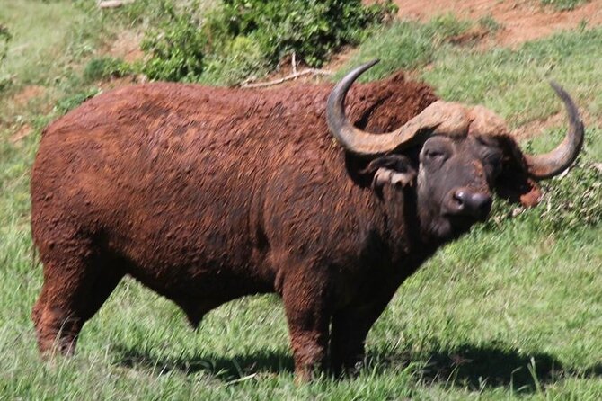 Full day big 5 addo Safari - The guide’s conservation angle, not just animal spotting