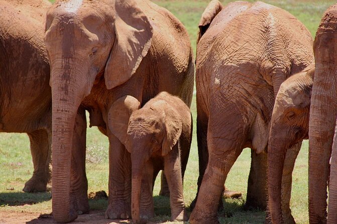Full day big 5 addo Safari - Snacks, drinks, and African cuisine, the comfort piece people skip