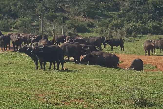 Full day big 5 addo Safari - A note on the full day upgrade and when to say yes
