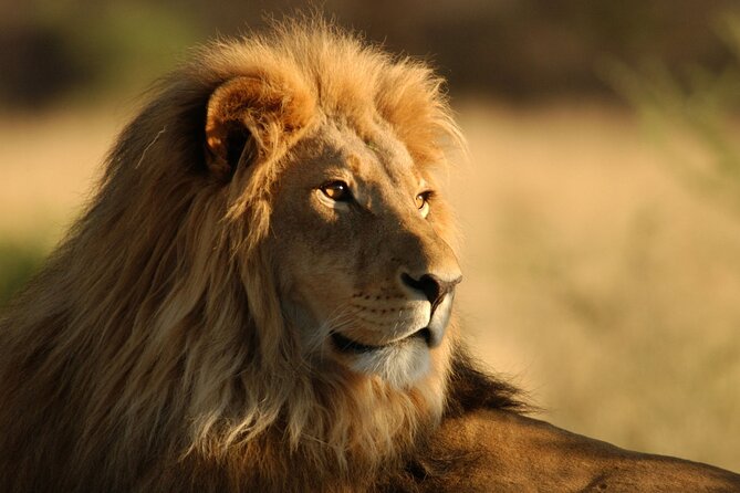 Full Day Big 5 Aquila Safari Private Transfers Including Park Fee From Cape Town - Big 5 Day Trip Timing From Cape Town, and Why It Matters