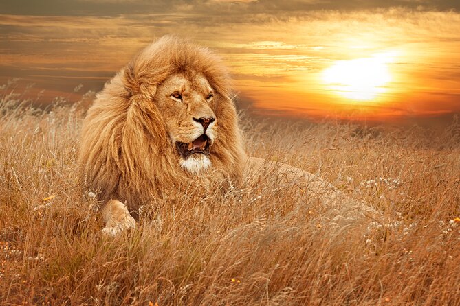 Full Day Big 5 Aquila Safari Private Transfers Including Park Fee From Cape Town - Private Transfer to Aquila: The Scenic Warm-Up