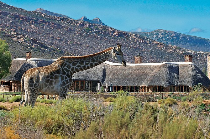 Full Day Big 5 Aquila Safari Private Transfers Including Park Fee From Cape Town - Who This Safari Day Fits Best (and Who Might Want Something Else)