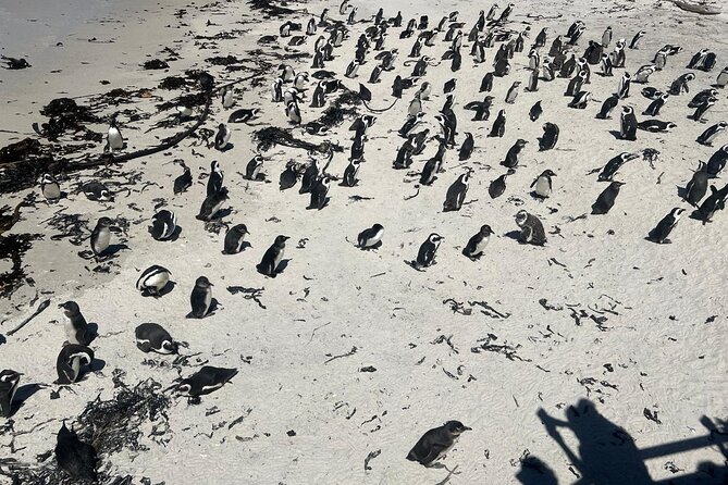 Full-Day Cape of Good Hope and Table Mountain with Penguins Tour - Why This Cape Peninsula Day Feels Like a Best-Of in One Shot