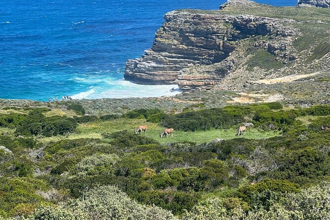 Full-Day Cape of Good Hope and Table Mountain with Penguins Tour - Boulders Beach Penguin Colony: Up Close With African Penguins