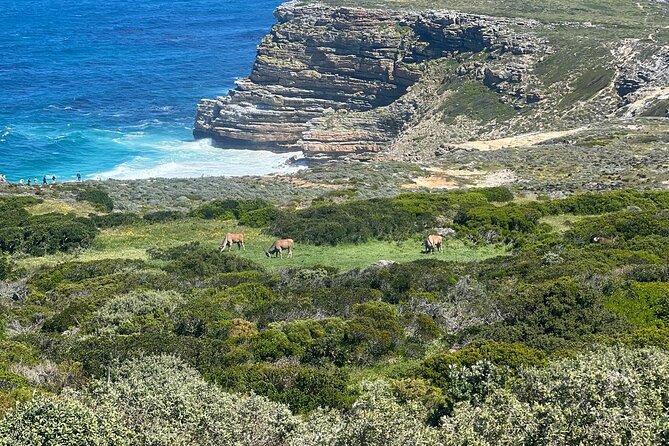 Full-Day Cape of Good Hope and Table Mountain with Penguins Tour - Old Cape Point Lighthouse: A 360 Degree View With a Funicular Option