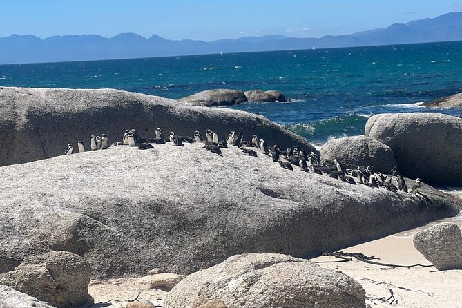 Full-Day Cape of Good Hope and Table Mountain with Penguins Tour - Price and Logistics: What the $100 Covers (and What It Doesn’t)