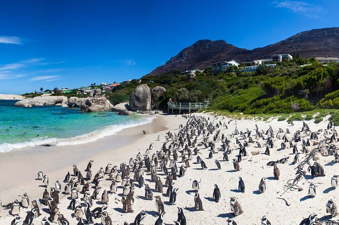 Full Day Cape Peninsula Tour - Simons Town: Naval Town Charm and the Boulders Beach Penguin Option