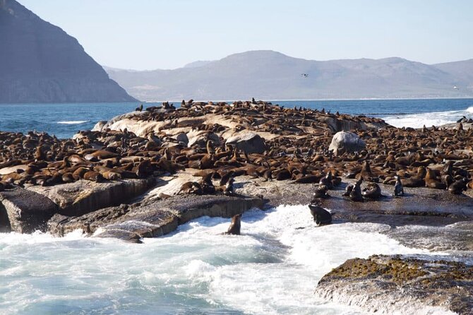 Full Day Cape Peninsula Tour - Price and Value: What You Pay For, What Costs Extra