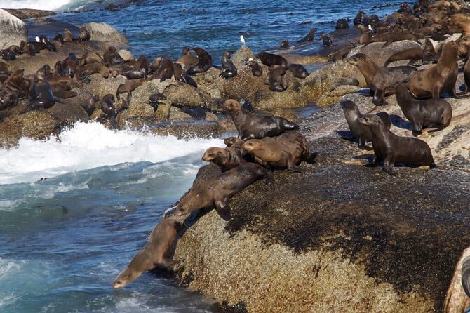 Full Day Cape Peninsula Tour - Practical Tips for a Smooth 7-Hour Peninsula Loop