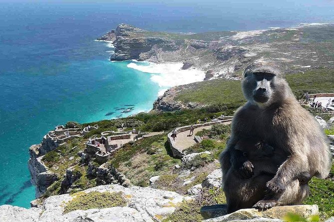 Full Day Cape Peninsula Tour in Private Car - A private car makes the Cape Peninsula day actually work