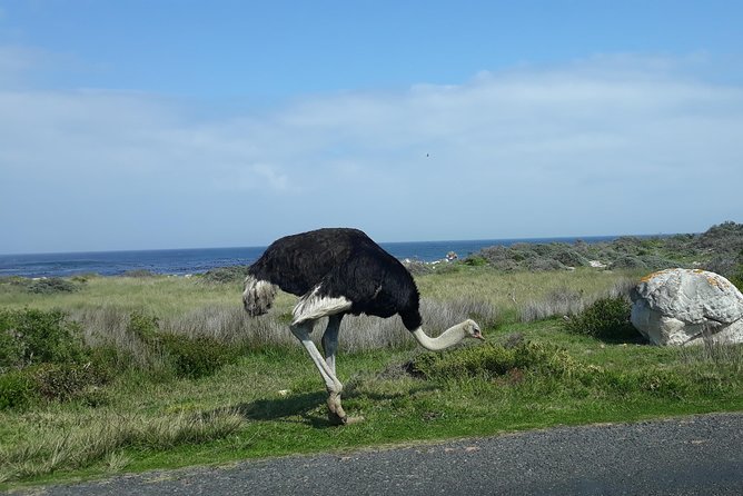 Full Day Cape Peninsula Tour in Private Car - Camps Bay to Hout Bay, and the Seal Island add-on