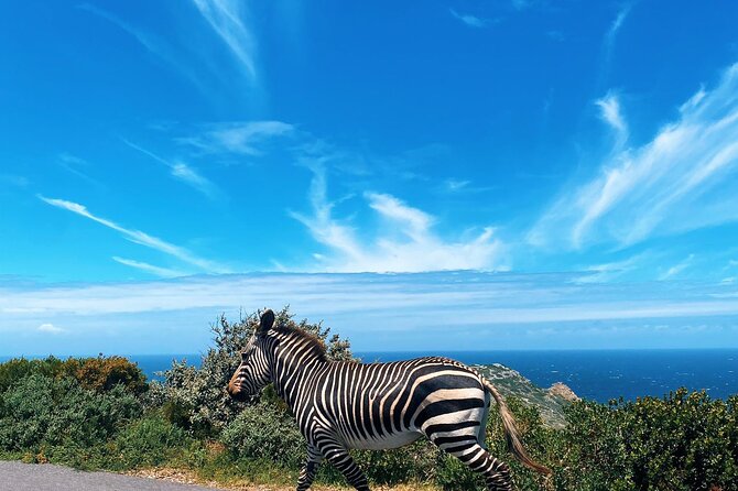 Full Day Cape Peninsula Tour in Private Car - Boulders Beach penguins and Muizenbergs surf-hut color