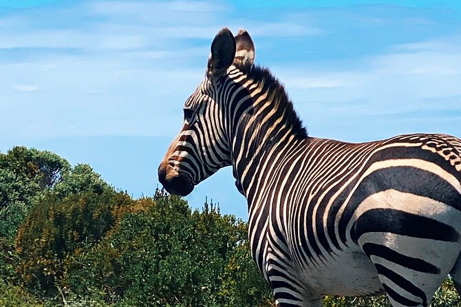 Full Day Cape Peninsula Tour in Private Car - How guides shape the day, from David to Bosco