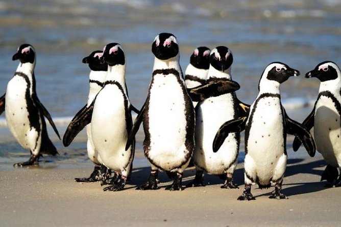 Full Day Cape Peninsula Tour in Private Car - Price, time, and what you really pay for