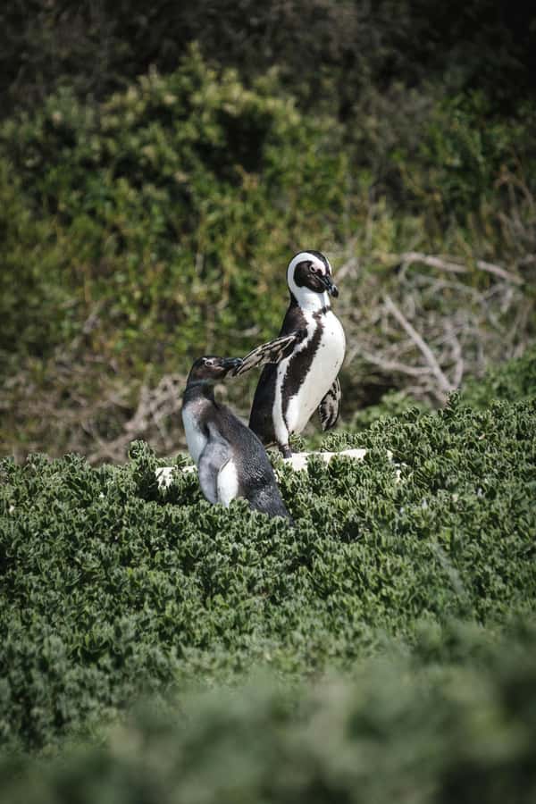 Full day Cape Penisula Tour: Chapman's Peak - Cape Point - Quick hits