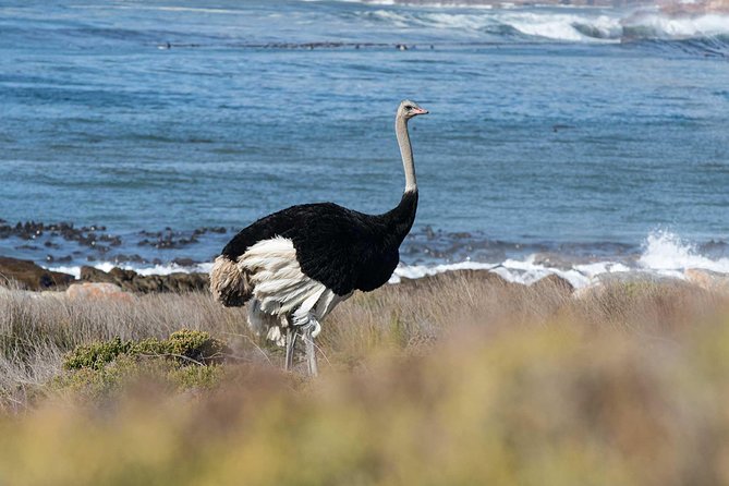 Full day Cape Point + Constantia Wine Tour with Private Transfer - Boulders Beach penguins: free outside viewing included, paid boardwalk optional