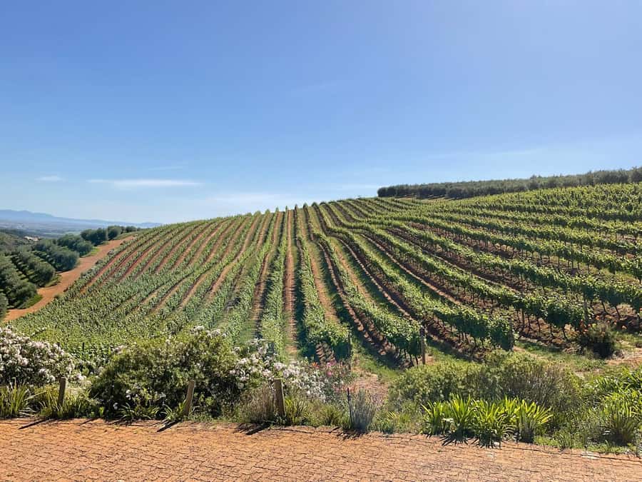 Full Day Cape Winelands Tour: Franschhoek & Stellenbosch - Key points worth knowing before you go