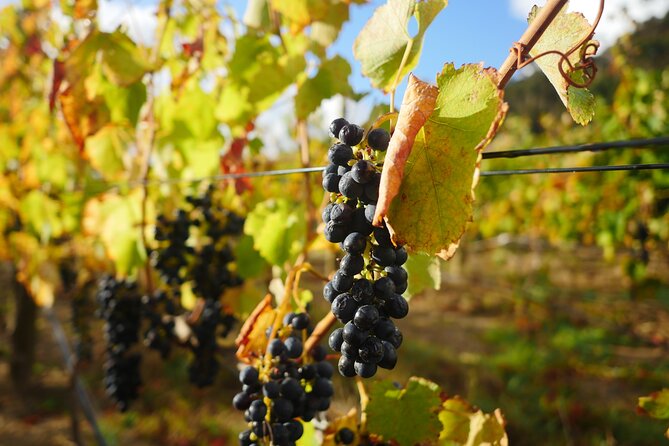 Full-Day Constantia Wine Tour from Cape Town - The Constantia Winery Stops: From Well-Known Estates to Historic Grounds