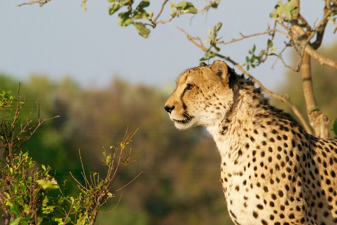 Full Day Exquisite Pilanesberg Safari from Johannesburg - The guides and drivers: punctuality plus real animal spotting