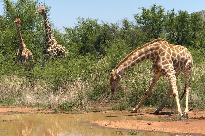 Full Day Exquisite Pilanesberg Safari from Johannesburg - Into the park: the open-vehicle safari block that actually feels close