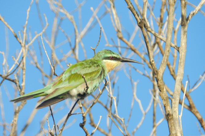 Full-Day Family Hluhluwe iMfolozi Park Safari Experience - Getting to Hluhluwe-iMfolozi: What “Private Transportation” Changes