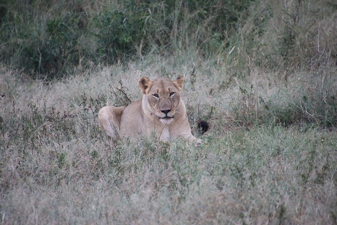 Full-Day Family Hluhluwe iMfolozi Park Safari Experience - Big Five Targets Plus Wild Extras Like Wild Dogs