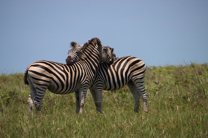 Full-Day Family Hluhluwe iMfolozi Park Safari Experience - Who This Safari Fits Best (and Who Might Not Love It)