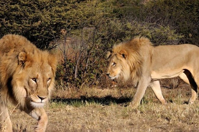 Full day - Hluhluwe Imfolozi Game Reserve 1 Day Tour From Durban - Why Hluhluwe-Imfolozi is such a smart one-day safari from Durban