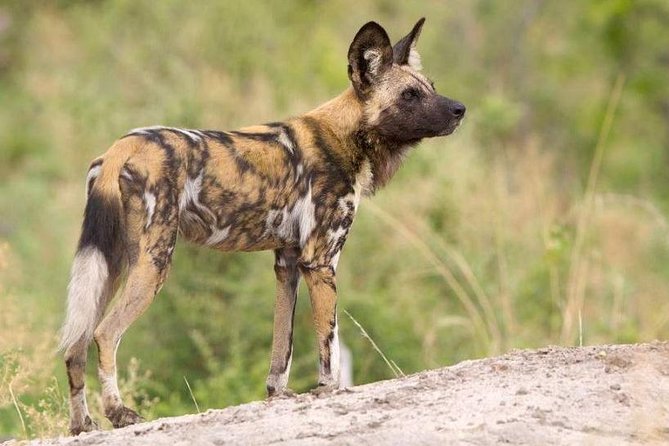 Full day - Hluhluwe Imfolozi Game Reserve 1 Day Tour From Durban - Lunch stop around 12:00: a reset that keeps your afternoon strong