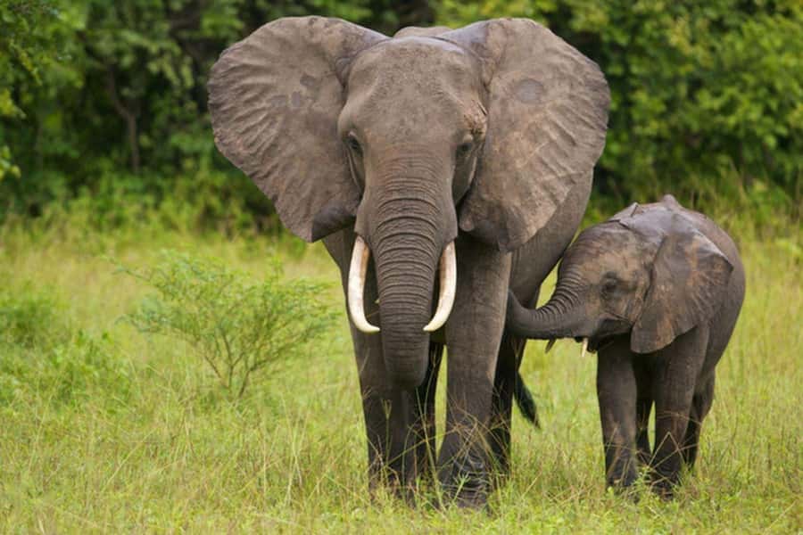 Full Day Hluhluwe Imfolozi Game Reserve Tour from Durban - The 4x4 game drive: close encounters that depend on positioning