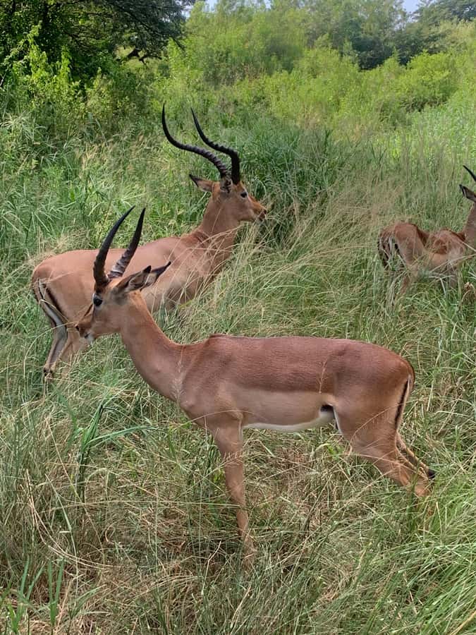 Full Day Hluhluwe Imfolozi Game Reserve Tour from Durban - Big Five chances, plus the animals that make the day feel complete