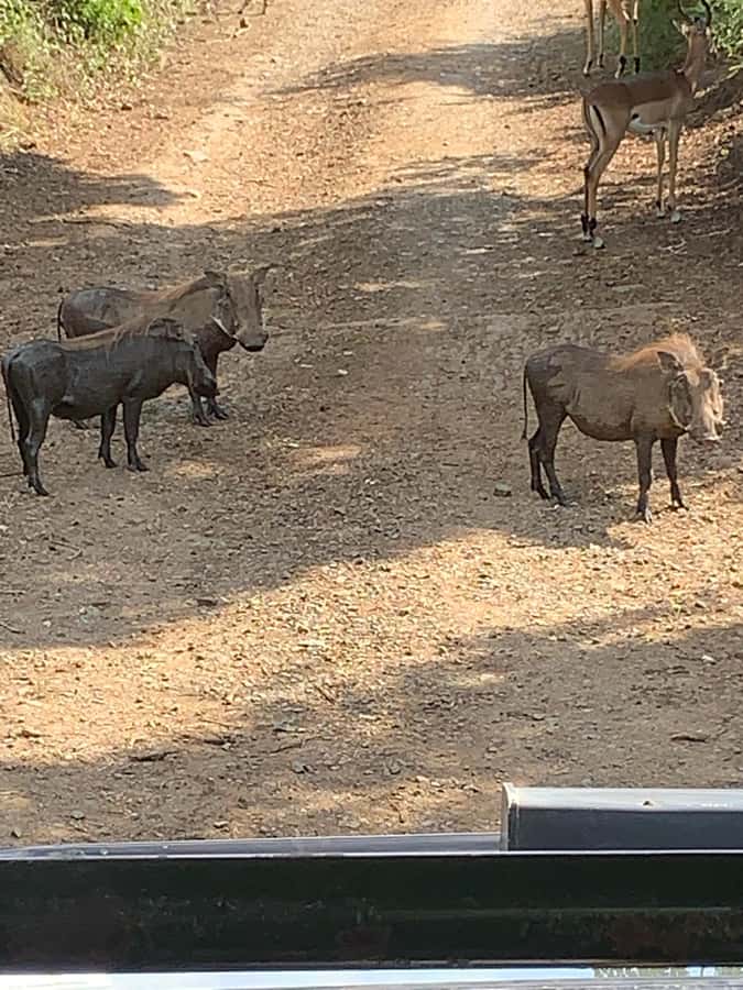 Full Day Hluhluwe Imfolozi Game Reserve Tour from Durban - Price and value: what you get for $226 per person