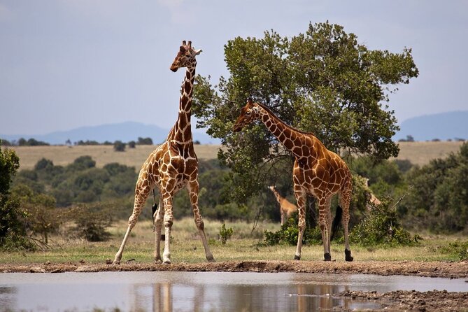 Full Day Isimangaliso Wetlands Park -Croc & Hippo &Game Fr Durban - A Full-Day Combo That Actually Makes Sense